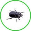 Beetles